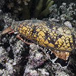 Conus textile